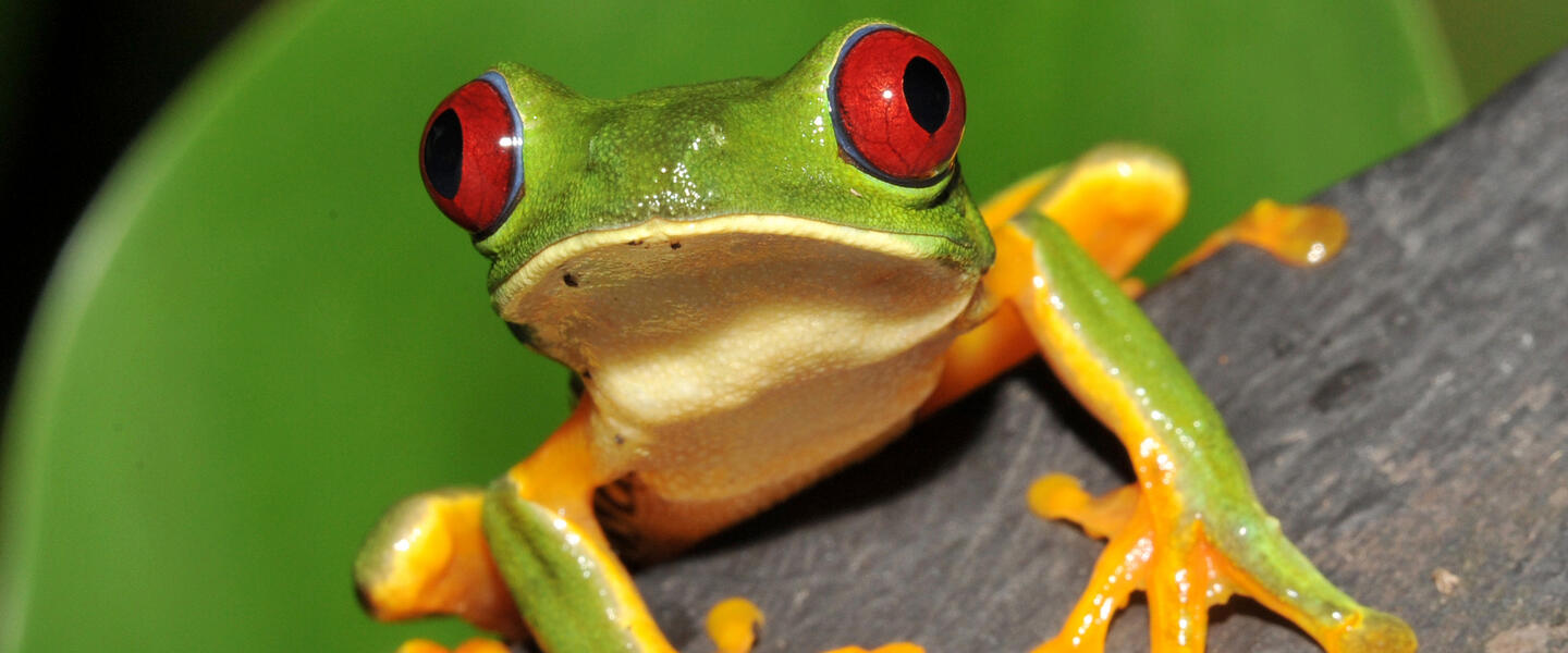 Costa Rica und Nicaragua - Naturschätze und Kulturerbe 2027