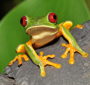 Costa Rica, Nicaragua und Panama - Naturschätze, Kulturerbe und Panamakanal