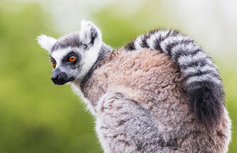 Madagaskar - Lemuren und Meer