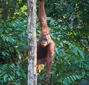 Naturparadies Borneo