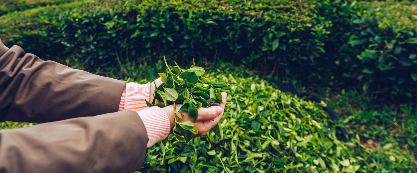 Teezauber auf den Azoren: Naturwunder und Teegenuss