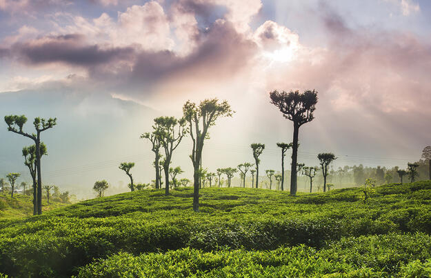 Sri Lanka - im Reich des Ceylon-Tees Sri Lanka - im Reich des Ceylon-Tees