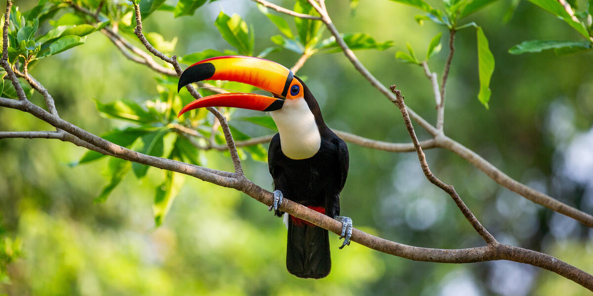 Natrparadies Pantanal