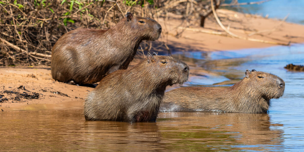 Naturparadies Pantanal Naturparadies Pantanal