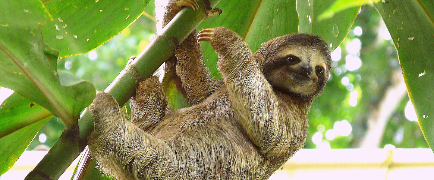 Costa Rica - im Herzen der Natur privat Costa Rica - im Herzen der Natur privat