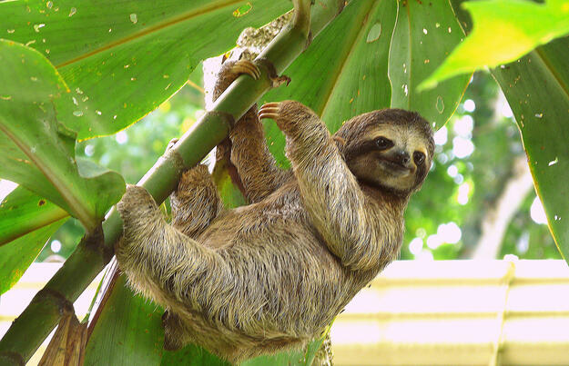 Costa Rica - im Herzen der Natur privat