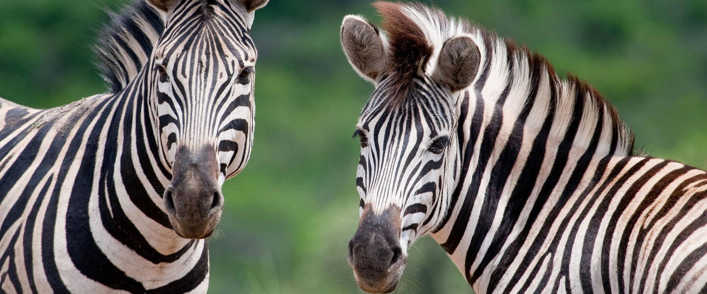 Südafrika für Selbstfahrer - Kapstadt, Gartenroute und Karoo