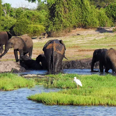 Victoria Falls und Chobe-Nationalpark