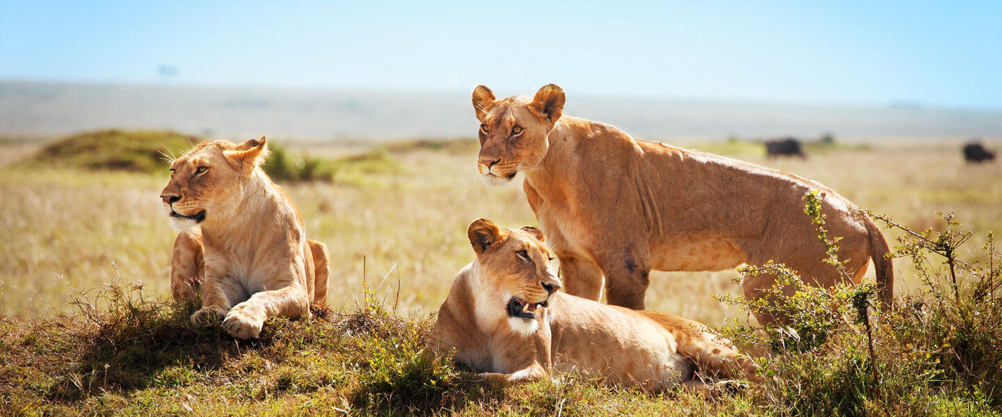 Uganda - im Land der Berggorillas privat