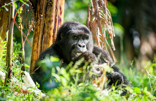 Uganda - im Land der Berggorillas privat